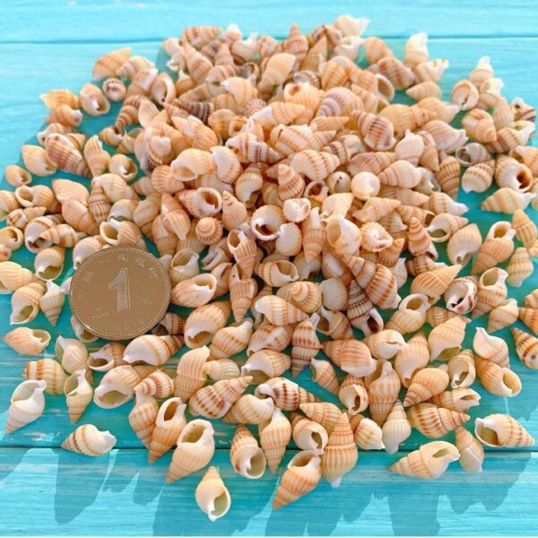 Natural Shells 30 GM